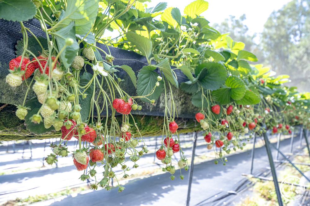 花蓮鳳林採草莓推薦|花蓮開心草莓園-兆豐農場旁 超棒的高架式採草莓體驗(2026年最新 1斤450元) 花蓮鳳林採草莓推薦|花蓮開心草莓園-兆豐農場旁 超棒的高架式採草莓體驗(2026年最新 1斤450元)