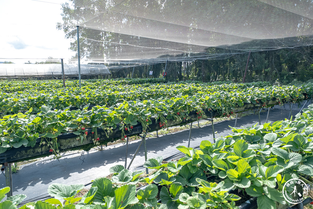 花蓮鳳林採草莓推薦|花蓮開心草莓園-兆豐農場旁 超棒的高架式採草莓體驗(2026年最新 1斤450元) 花蓮鳳林採草莓推薦|花蓮開心草莓園-兆豐農場旁 超棒的高架式採草莓體驗(2026年最新 1斤450元)