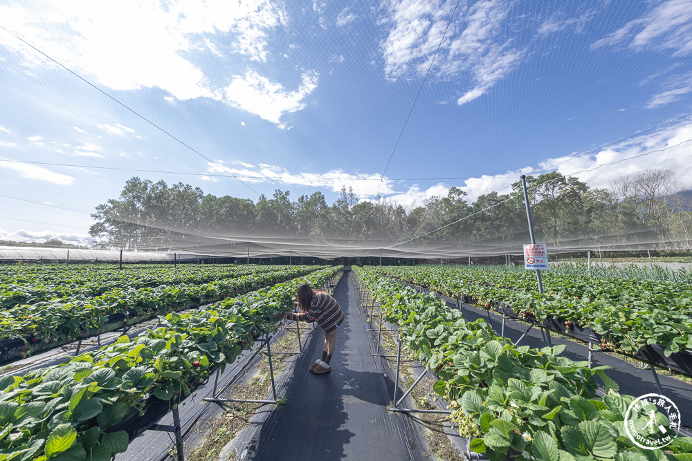 花蓮鳳林採草莓推薦|花蓮開心草莓園-兆豐農場旁 超棒的高架式採草莓體驗(2026年最新 1斤450元) 花蓮鳳林採草莓推薦|花蓮開心草莓園-兆豐農場旁 超棒的高架式採草莓體驗(2026年最新 1斤450元)