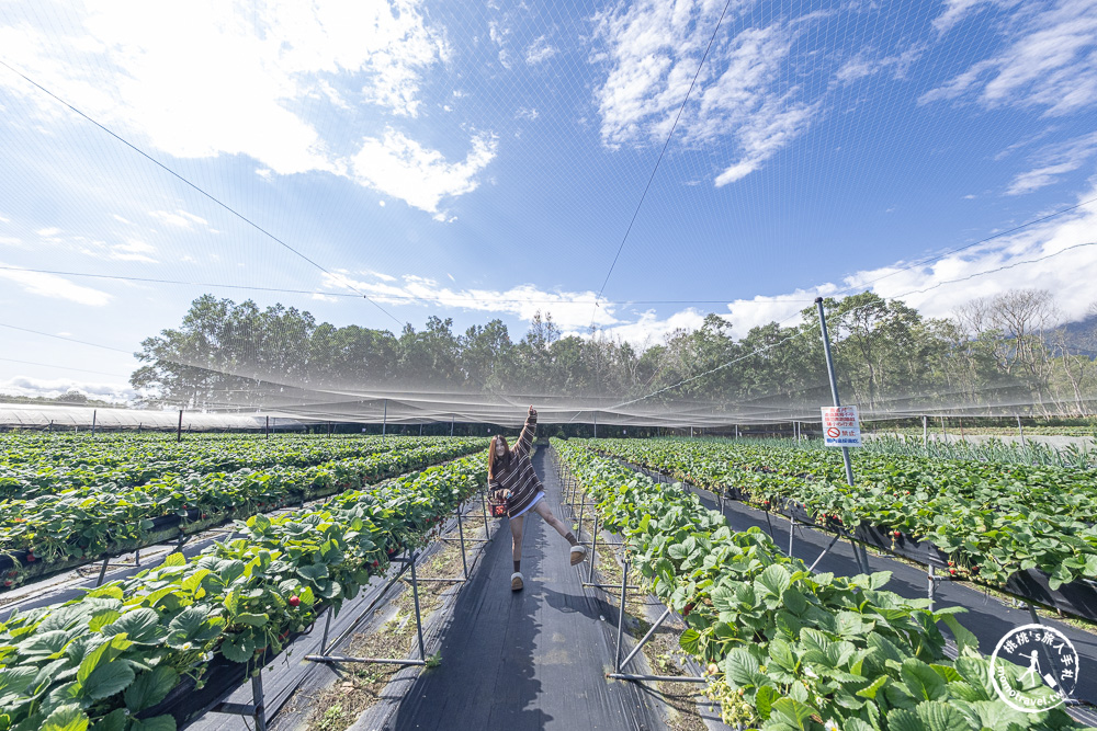 花蓮鳳林採草莓推薦|花蓮開心草莓園-兆豐農場旁 超棒的高架式採草莓體驗(2026年最新 1斤450元) 花蓮鳳林採草莓推薦|花蓮開心草莓園-兆豐農場旁 超棒的高架式採草莓體驗(2026年最新 1斤450元)