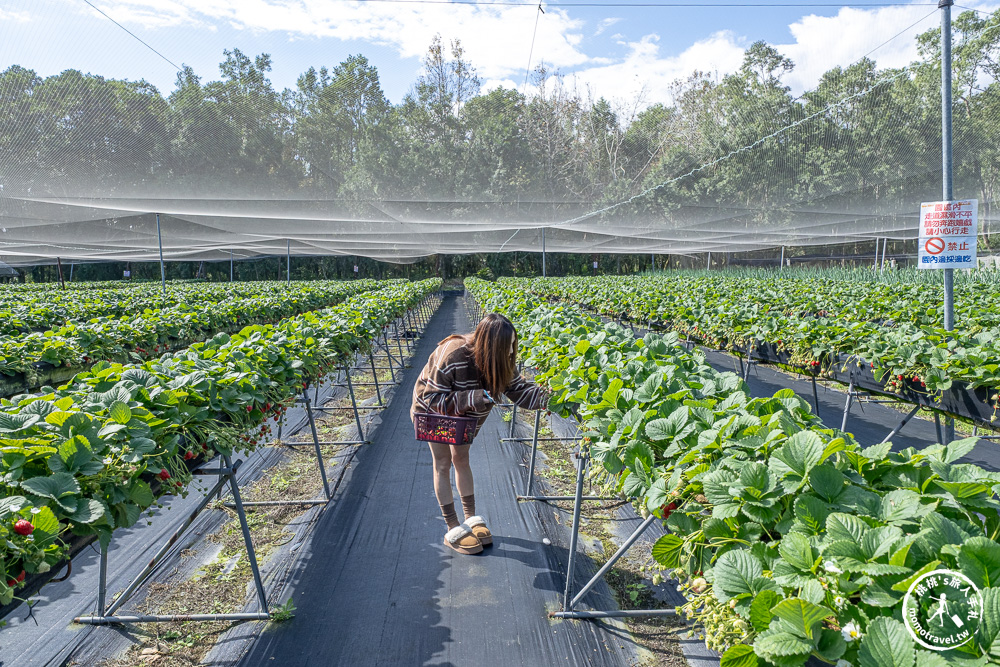 花蓮鳳林採草莓推薦|花蓮開心草莓園-兆豐農場旁 超棒的高架式採草莓體驗(2026年最新 1斤450元) 花蓮鳳林採草莓推薦|花蓮開心草莓園-兆豐農場旁 超棒的高架式採草莓體驗(2026年最新 1斤450元)