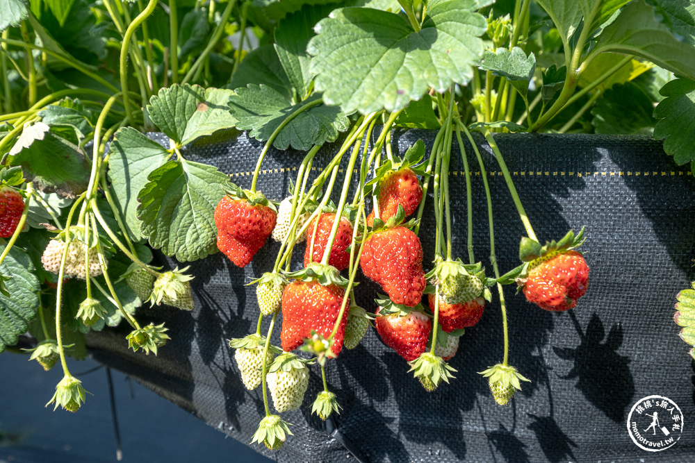 花蓮鳳林採草莓推薦|花蓮開心草莓園-兆豐農場旁 超棒的高架式採草莓體驗(2026年最新 1斤450元) 花蓮鳳林採草莓推薦|花蓮開心草莓園-兆豐農場旁 超棒的高架式採草莓體驗(2026年最新 1斤450元)