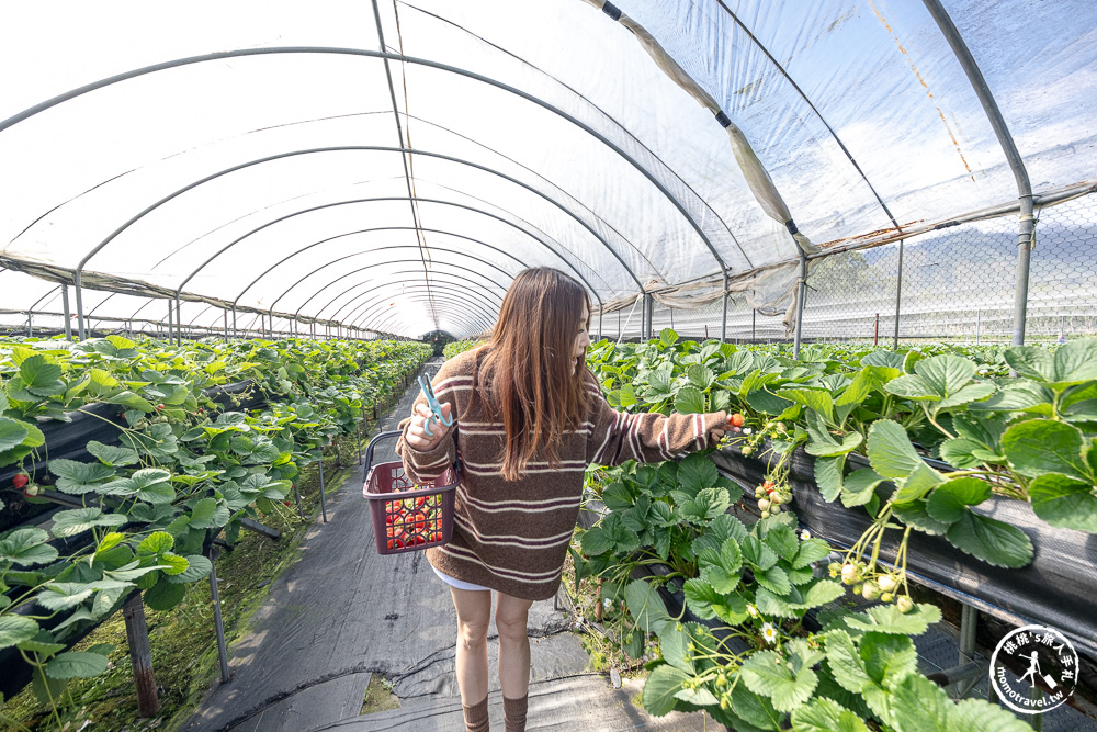 花蓮鳳林採草莓推薦|花蓮開心草莓園-兆豐農場旁 超棒的高架式採草莓體驗(2026年最新 1斤450元) 花蓮鳳林採草莓推薦|花蓮開心草莓園-兆豐農場旁 超棒的高架式採草莓體驗(2026年最新 1斤450元)