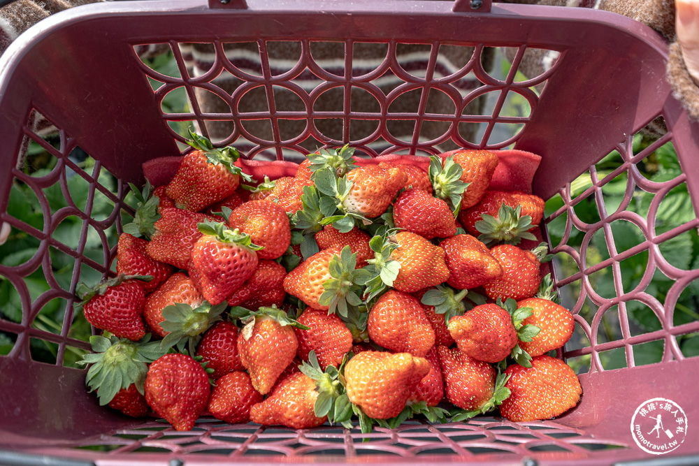 花蓮鳳林採草莓推薦|花蓮開心草莓園-兆豐農場旁 超棒的高架式採草莓體驗(2026年最新 1斤450元) 花蓮鳳林採草莓推薦|花蓮開心草莓園-兆豐農場旁 超棒的高架式採草莓體驗(2026年最新 1斤450元)