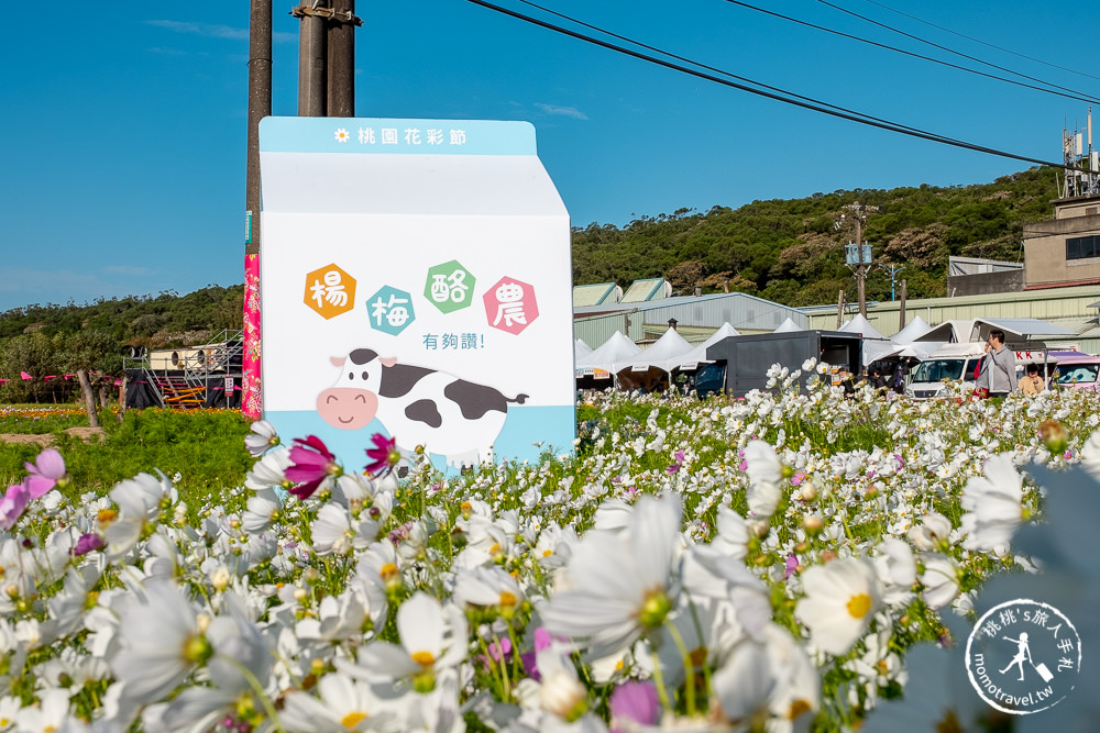 2020桃園花彩節》必看3大展區花海推薦:楊梅.大園.大溪│展區地點拍照攻略