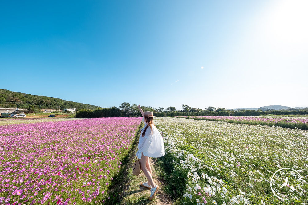 2020桃園花彩節》必看3大展區花海推薦:楊梅.大園.大溪│展區地點拍照攻略