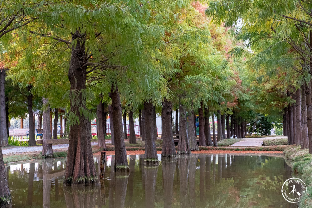 雲林虎尾景點|落羽松堀頭28秘境富士春|水上vs陸上 落羽松景觀 你喜歡哪一種?