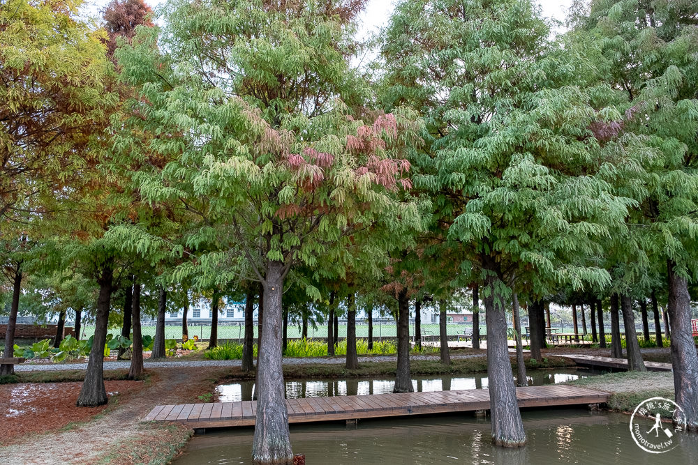 雲林虎尾景點|落羽松堀頭28秘境富士春|水上vs陸上 落羽松景觀 你喜歡哪一種?