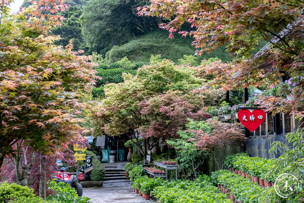 台北陽明山賞楓|大梯田花卉生態農園|海芋過後.繡球花之前.竹子湖正是楓紅時