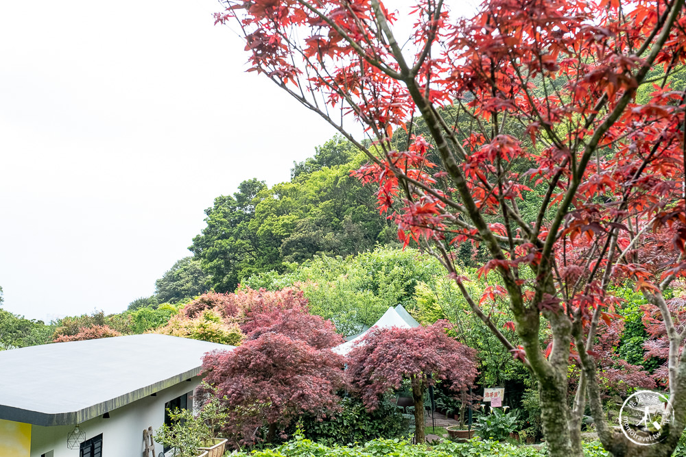 台北陽明山賞楓|大梯田花卉生態農園|海芋過後.繡球花之前.竹子湖正是楓紅時