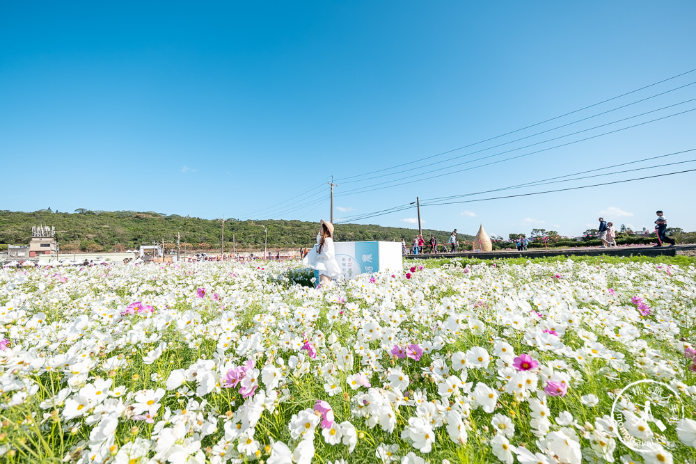 2020桃園花彩節》必看3大展區花海推薦:楊梅.大園.大溪│展區地點拍照攻略