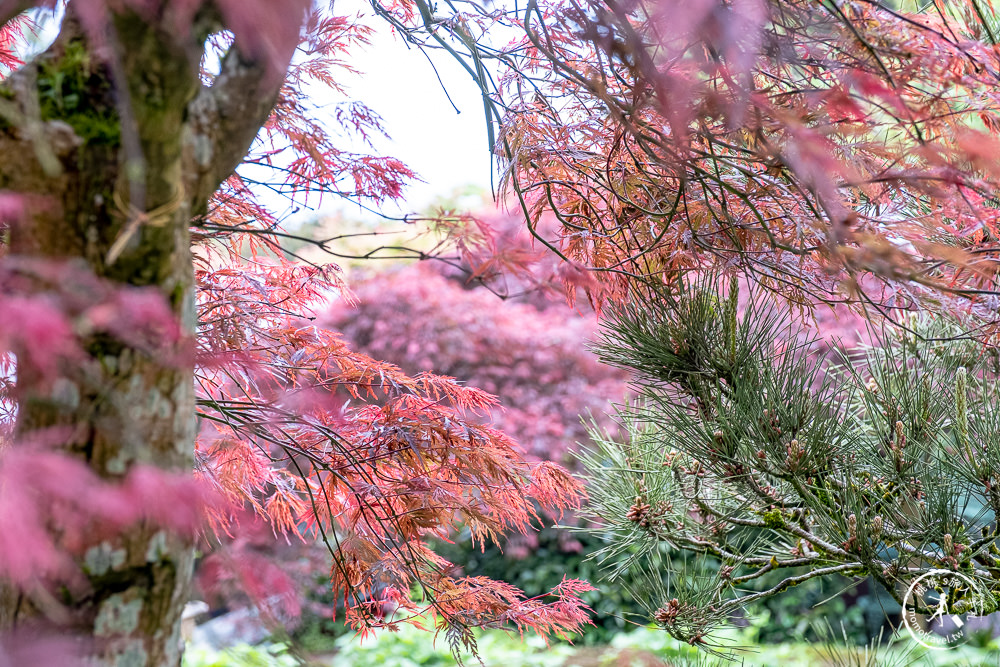 台北陽明山賞楓|大梯田花卉生態農園|海芋過後.繡球花之前.竹子湖正是楓紅時