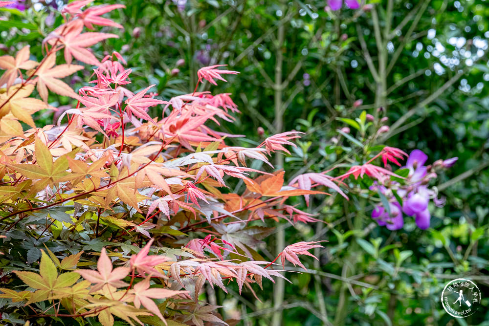 台北陽明山賞楓|大梯田花卉生態農園|海芋過後.繡球花之前.竹子湖正是楓紅時