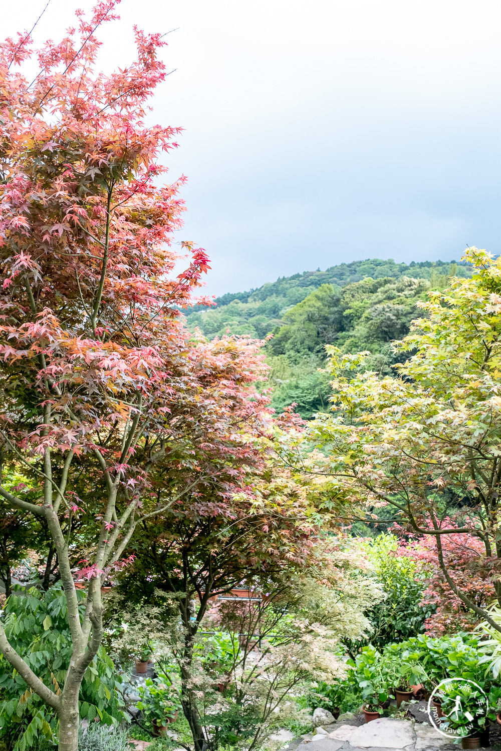 台北陽明山賞楓|大梯田花卉生態農園|海芋過後.繡球花之前.竹子湖正是楓紅時