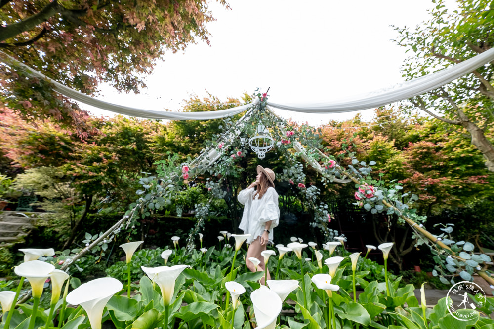 台北陽明山賞楓|大梯田花卉生態農園|海芋過後.繡球花之前.竹子湖正是楓紅時