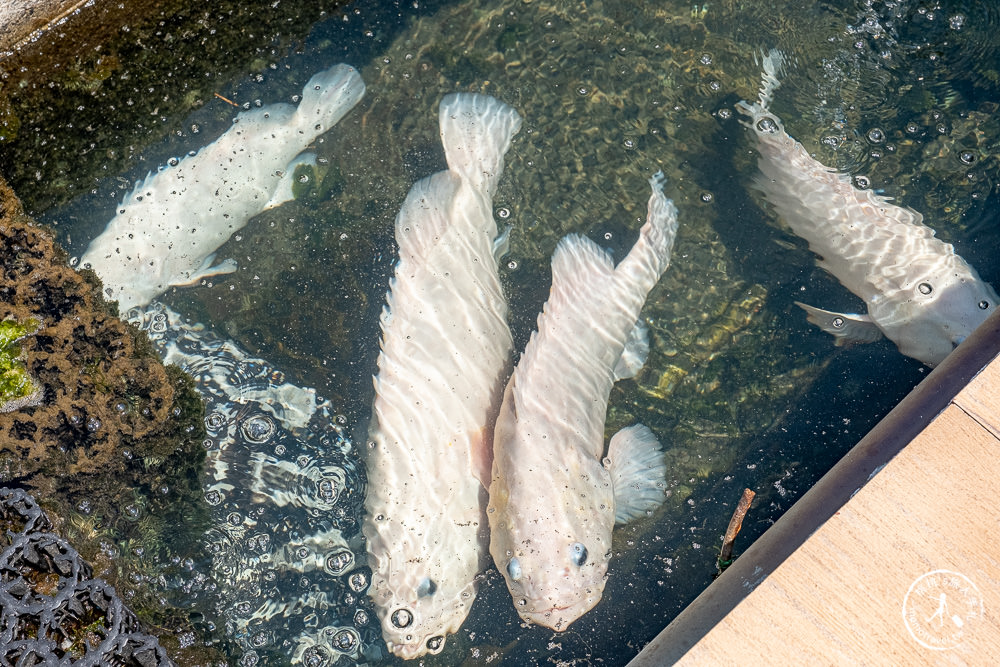 宜蘭礁溪景點|大塭觀光休閒養殖區/輕親魚朶|撈蝦釣魚親子體驗