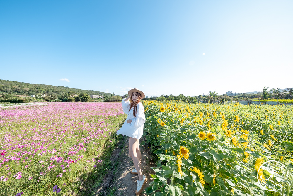 2020桃園花彩節》必看3大展區花海推薦:楊梅.大園.大溪│展區地點拍照攻略