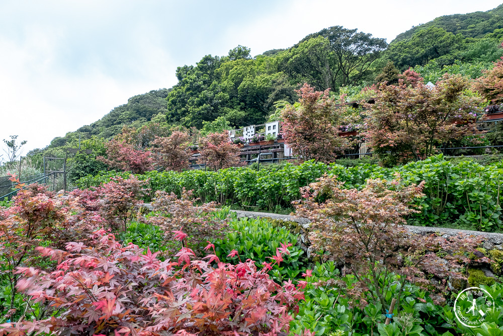 台北陽明山賞楓|大梯田花卉生態農園|海芋過後.繡球花之前.竹子湖正是楓紅時