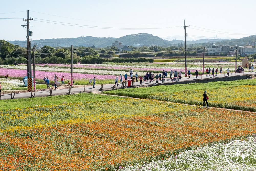 2020桃園花彩節》必看3大展區花海推薦:楊梅.大園.大溪│展區地點拍照攻略