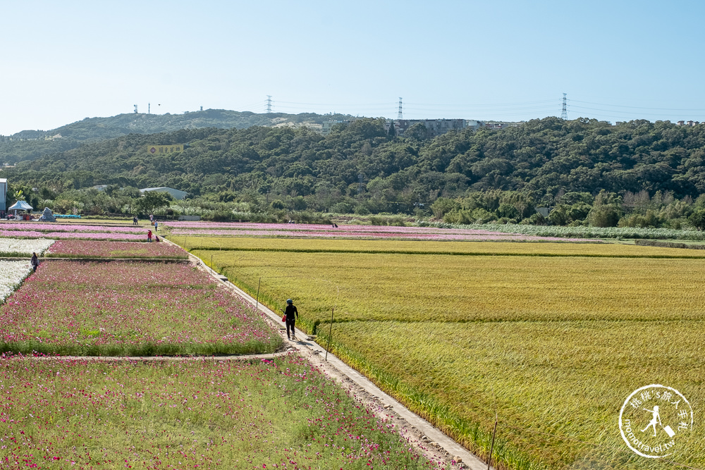 2020桃園花彩節》必看3大展區花海推薦:楊梅.大園.大溪│展區地點拍照攻略