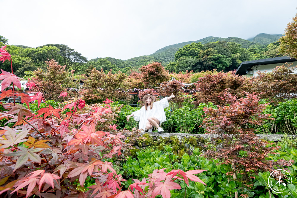 台北陽明山賞楓|大梯田花卉生態農園|海芋過後.繡球花之前.竹子湖正是楓紅時