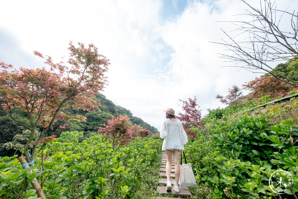 台北陽明山賞楓|大梯田花卉生態農園|海芋過後.繡球花之前.竹子湖正是楓紅時