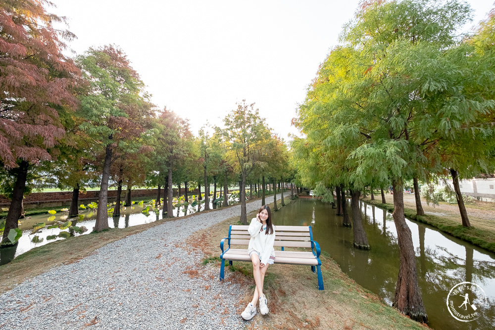 雲林虎尾景點|落羽松堀頭28秘境富士春|水上vs陸上 落羽松景觀 你喜歡哪一種?