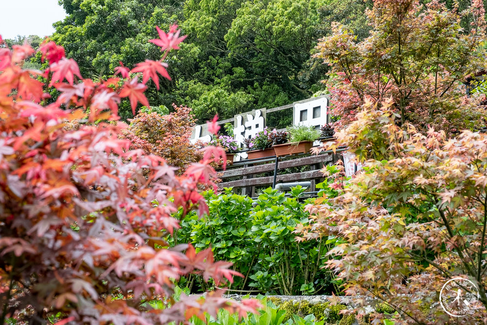 台北陽明山賞楓|大梯田花卉生態農園|海芋過後.繡球花之前.竹子湖正是楓紅時