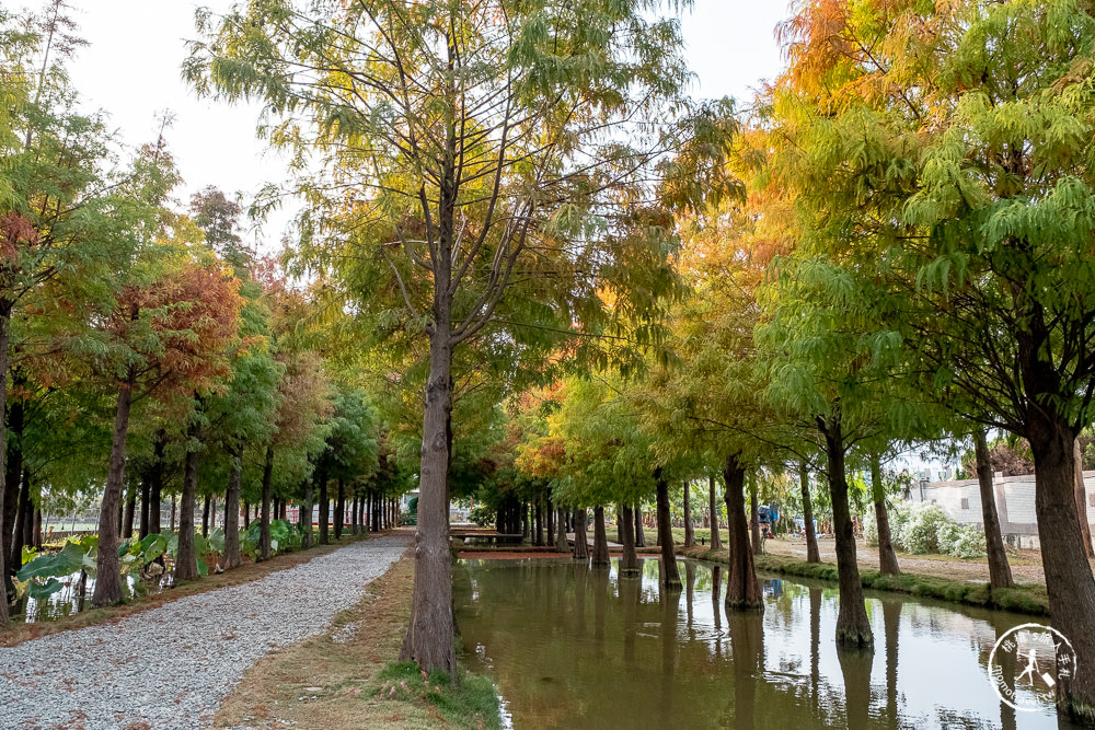 雲林虎尾景點|落羽松堀頭28秘境富士春|水上vs陸上 落羽松景觀 你喜歡哪一種?