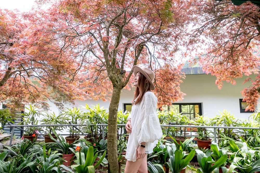 台北陽明山賞楓|大梯田花卉生態農園|海芋過後.繡球花之前.竹子湖正是楓紅時