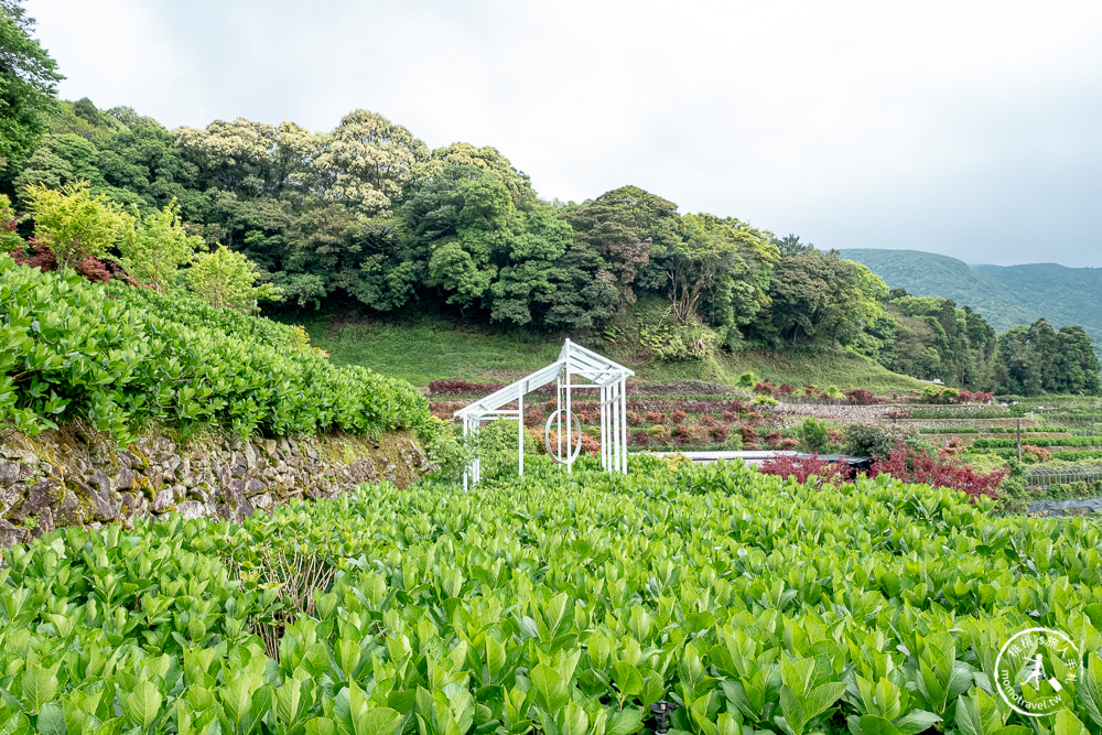 台北陽明山賞楓|大梯田花卉生態農園|海芋過後.繡球花之前.竹子湖正是楓紅時