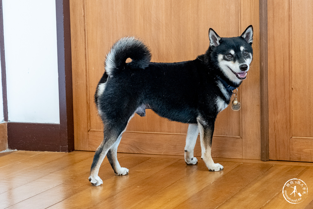 花蓮市區美食》柴犬陪你喝咖啡-咖逼小売所｜檢察長宿舍變身斗宅揀茶舍 (附菜單價格)