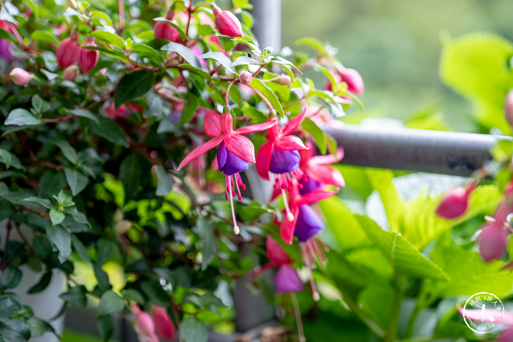 台北陽明山賞楓|大梯田花卉生態農園|海芋過後.繡球花之前.竹子湖正是楓紅時