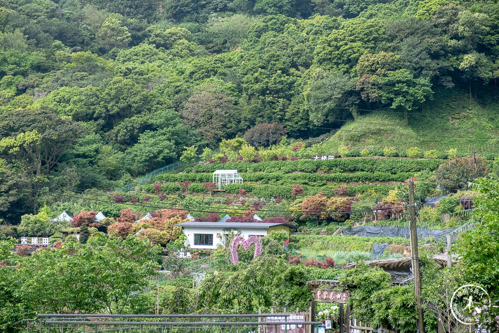 台北陽明山賞楓|大梯田花卉生態農園|海芋過後.繡球花之前.竹子湖正是楓紅時