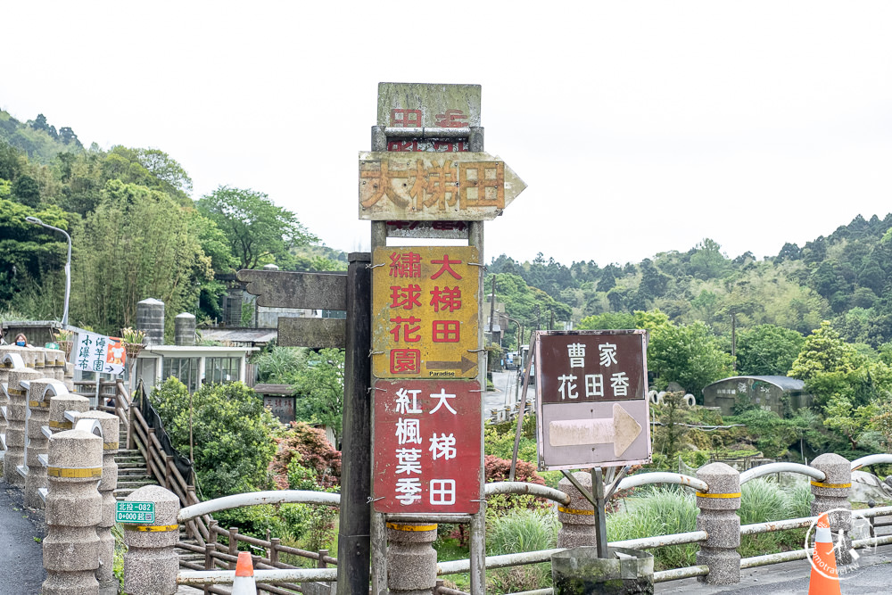 台北陽明山賞楓|大梯田花卉生態農園|海芋過後.繡球花之前.竹子湖正是楓紅時