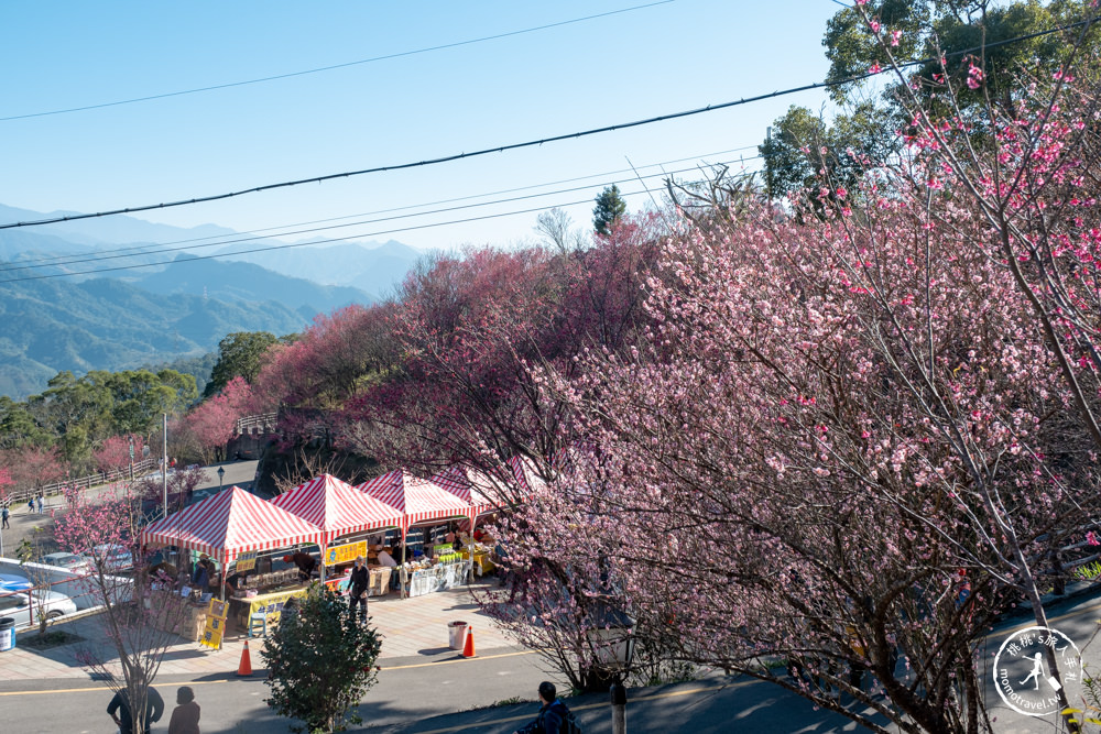 苗栗獅潭景點|協雲宮櫻花步道|苗栗櫻花季 最新賞櫻花況|停車資訊.開放時間.詳細介紹