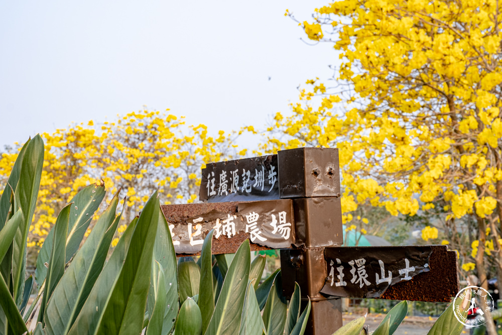 新竹新埔景點|巨埔休閒農場-黃花風鈴木步道|黃金風鈴木花期.花況.賞花推薦