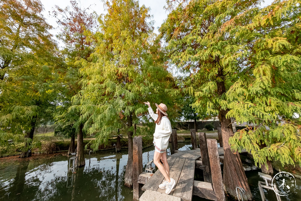 雲林虎尾景點|澄霖沉香味道森林館|台版兼六園|愛心湖畔落羽松森林秘境