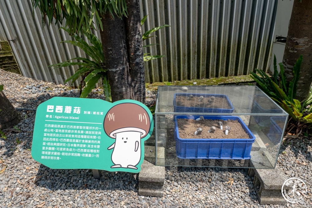 南投埔里景點|豐年靈芝菇類生態農場-體驗DIY採菇.DIY菇菇披薩.彩繪DIY，還能買太空包回家自己種