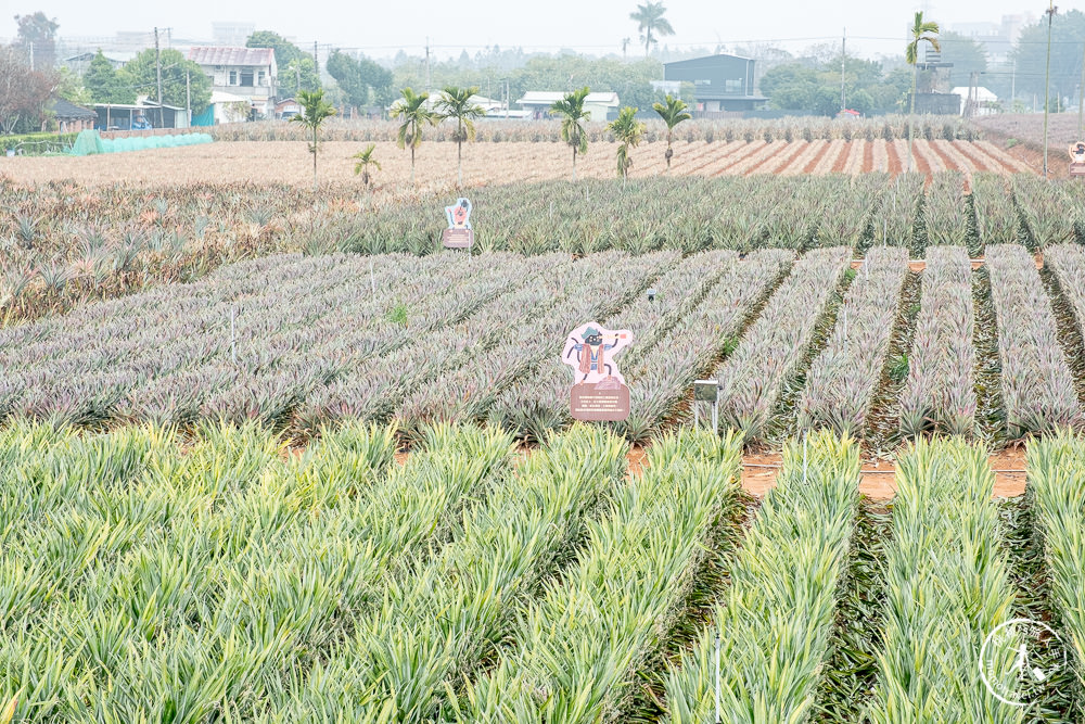 嘉義民雄景點|旺萊山鳳梨文化園區－鳳梨觀光工廠(免門票)|總統級鳳梨酥伴手禮的總部