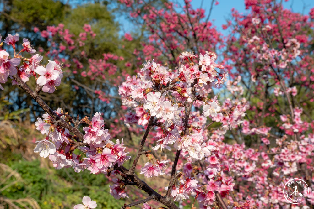 桃園龜山景點|壽山巖觀音寺-賞櫻景點最新花況|壽山巖公園.壽山櫻花園|停車資訊.開放時間.賞櫻推薦