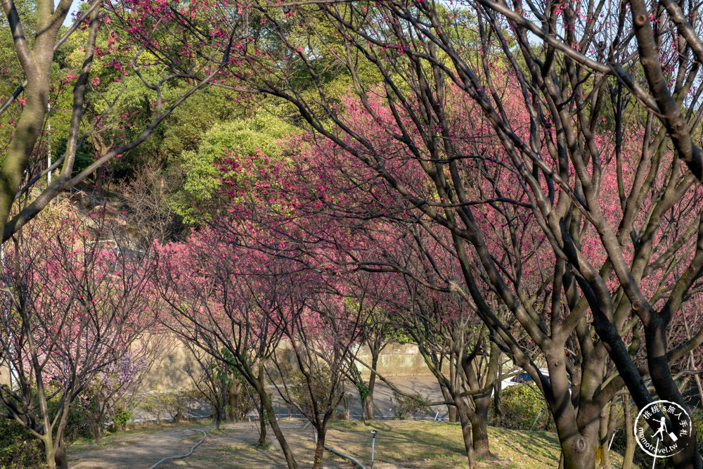 桃園龜山景點|壽山巖觀音寺-賞櫻景點最新花況|壽山巖公園.壽山櫻花園|停車資訊.開放時間.賞櫻推薦