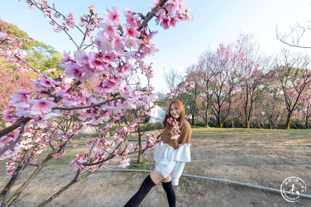 桃園龜山景點|壽山巖觀音寺-賞櫻景點最新花況|壽山巖公園.壽山櫻花園|停車資訊.開放時間.賞櫻推薦