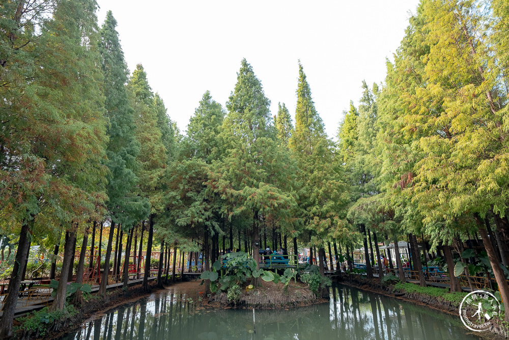 彰化景點|水森林農場 落羽松秘境森林|設有親子遊戲區.烤肉區.湖畔林蔭小徑.悠閒半日遊