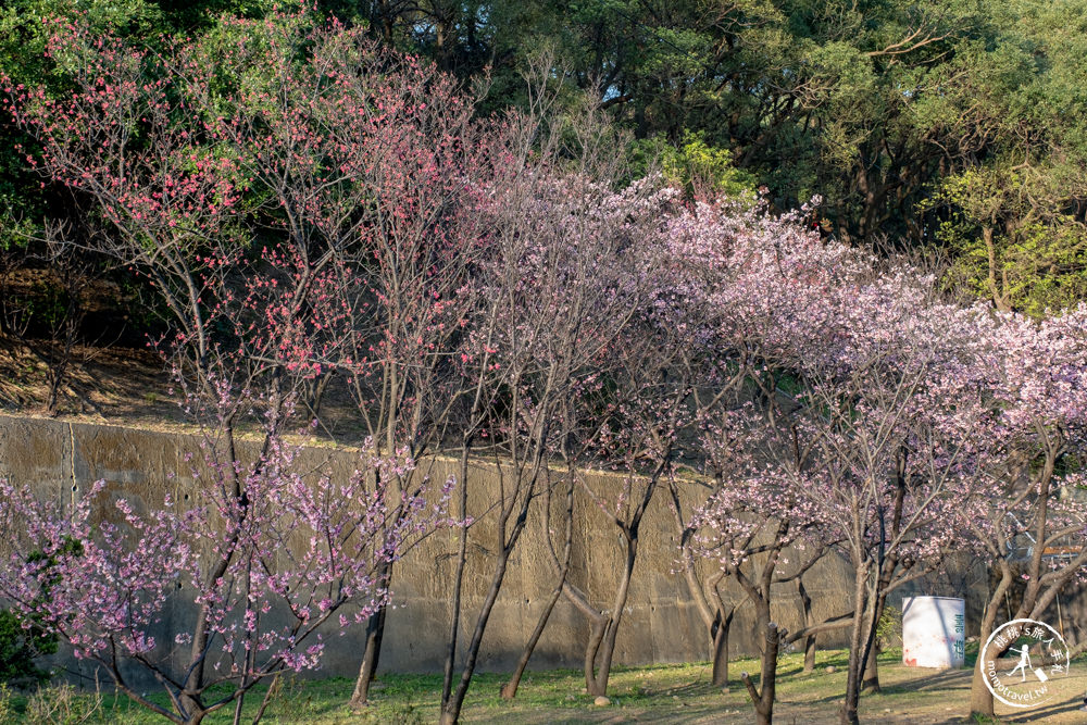 桃園龜山景點|壽山巖觀音寺-賞櫻景點最新花況|壽山巖公園.壽山櫻花園|停車資訊.開放時間.賞櫻推薦