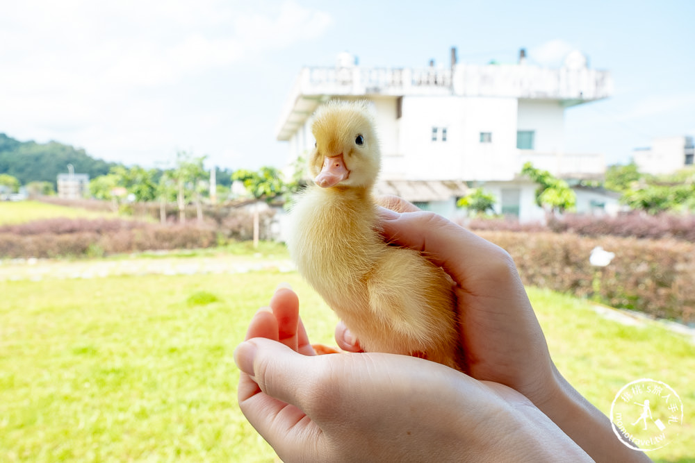 宜蘭礁溪景點》甲鳥園休閒農場│最受歡迎的摸小鴨、餵鴨鴨體驗