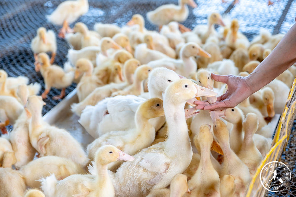 宜蘭礁溪景點》甲鳥園休閒農場│最受歡迎的摸小鴨、餵鴨鴨體驗