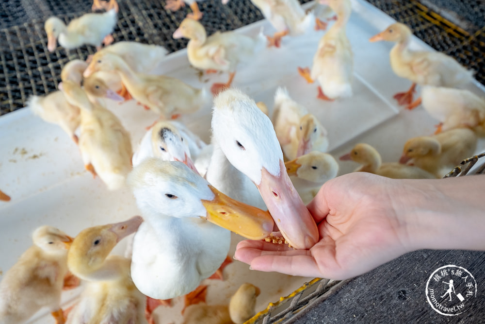 宜蘭礁溪景點》甲鳥園休閒農場│最受歡迎的摸小鴨、餵鴨鴨體驗