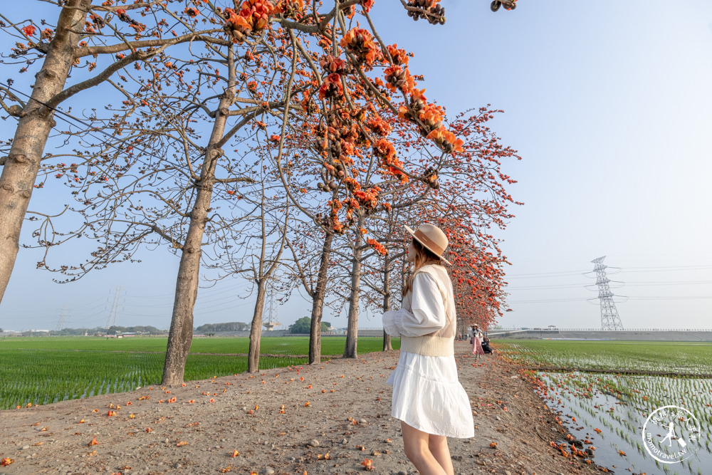 彰化竹塘景點|竹塘木棉花道-田野風光賞花秘境|木棉花季時間.花況花期.交通停車.相關介紹