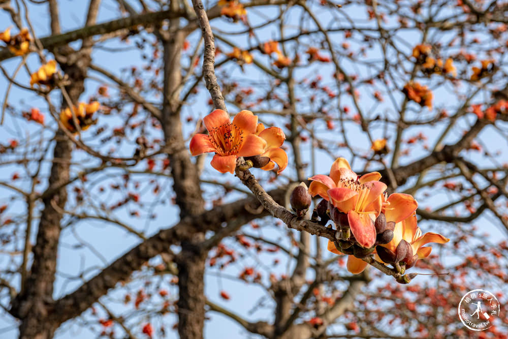 彰化竹塘景點|竹塘木棉花道-田野風光賞花秘境|木棉花季時間.花況花期.交通停車.相關介紹